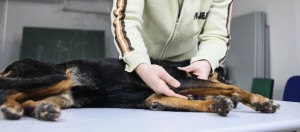 Terápiás kutyamasszázs - Ebcsont Masszázs Odú