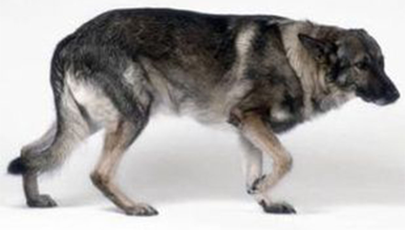 7 egyértelmű tünet, ami azt jelzi, kutyádnak ízületi gyulladása van