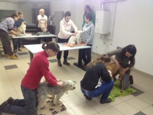 Terápiás kutyamasszázs képzés - Ebcsont Masszázs Odú