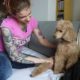 bolhabusz- kutyaterapia.hu